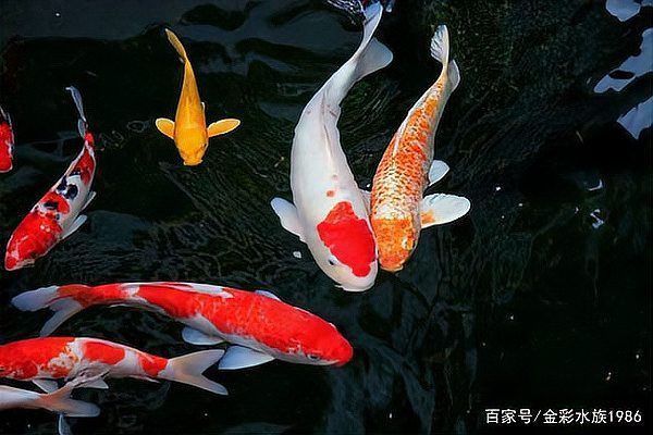 寓意好運的魚類名稱【養幾條最吉利最旺財養哪些魚能好運連連】 寓意好運的魚類名稱【養幾條最吉利最旺財養哪些魚能好運連連】 龍魚百科 第6張