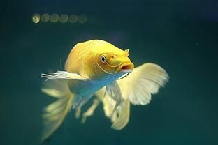 寓意好運的魚類名稱【養幾條最吉利最旺財養哪些魚能好運連連】 寓意好運的魚類名稱【養幾條最吉利最旺財養哪些魚能好運連連】 龍魚百科 第3張