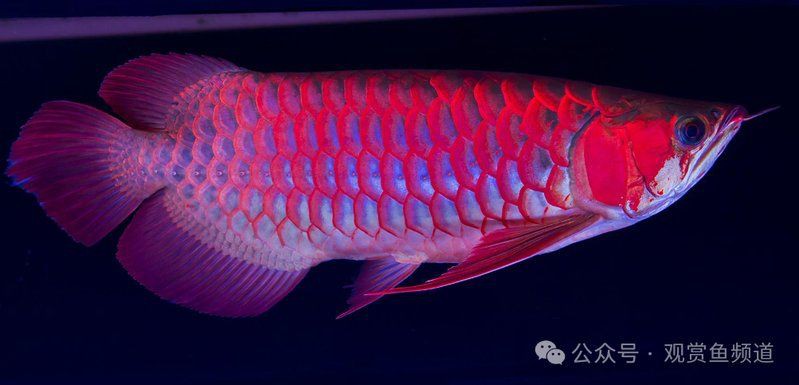 寓意好運的魚類名稱【養幾條最吉利最旺財養哪些魚能好運連連】 寓意好運的魚類名稱【養幾條最吉利最旺財養哪些魚能好運連連】 龍魚百科 第8張