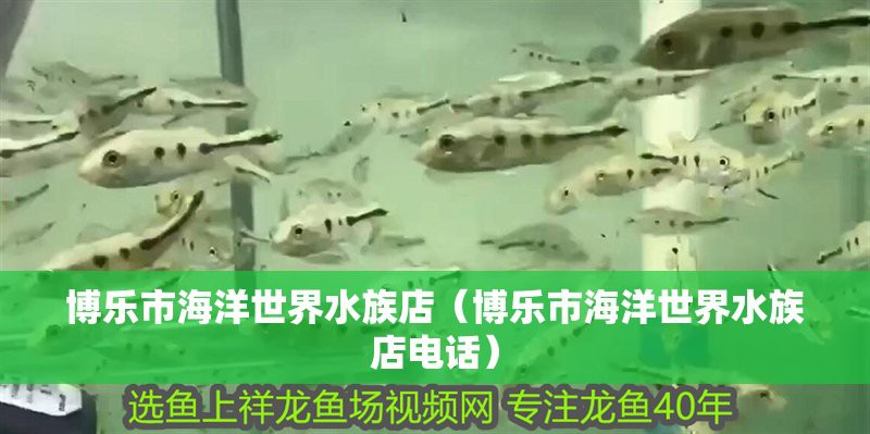 博爾塔拉蒙古水族店【博樂市海洋世界水族店】