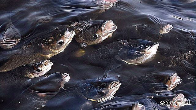 魚治寄生蟲最快方法【魚身上有寄生蟲用什么藥魚體表有蟲用什么藥治療看完就明白了】 魚治寄生蟲最快方法【魚身上有寄生蟲用什么藥魚體表有蟲用什么藥治療看完就明白了】 龍魚百科 第4張