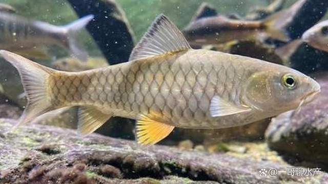 魚治寄生蟲最快方法【魚身上有寄生蟲用什么藥魚體表有蟲用什么藥治療看完就明白了】 魚治寄生蟲最快方法【魚身上有寄生蟲用什么藥魚體表有蟲用什么藥治療看完就明白了】 龍魚百科 第9張
