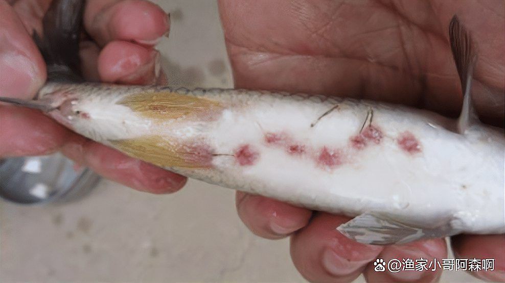 魚治寄生蟲最快方法【魚身上有寄生蟲用什么藥魚體表有蟲用什么藥治療看完就明白了】 魚治寄生蟲最快方法【魚身上有寄生蟲用什么藥魚體表有蟲用什么藥治療看完就明白了】 龍魚百科 第2張