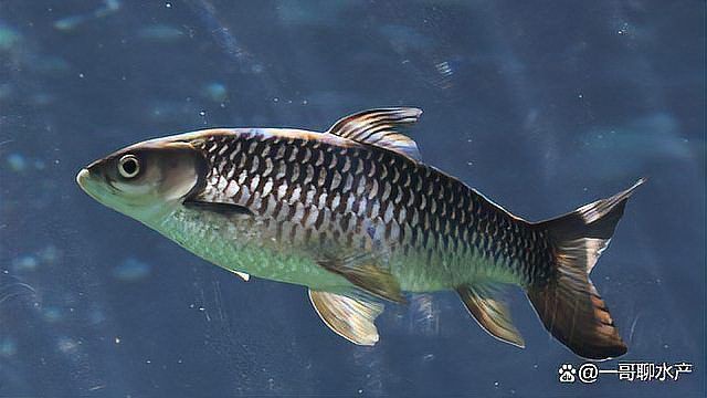 魚治寄生蟲最快方法【魚身上有寄生蟲用什么藥魚體表有蟲用什么藥治療看完就明白了】 魚治寄生蟲最快方法【魚身上有寄生蟲用什么藥魚體表有蟲用什么藥治療看完就明白了】 龍魚百科 第6張