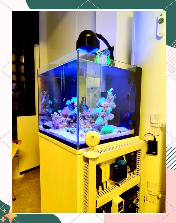光特億魚缸照明燈【光特億魚缸照明燈系列涵蓋多種功能型產品滿足不同水族需求】 光特億魚缸照明燈【光特億魚缸照明燈系列涵蓋多種功能型產品滿足不同水族需求】 全國水族館企業名錄 第1張
