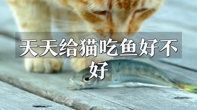 貓可不可以每天都吃魚【《貓可不可以每天都吃魚》許多主人認為貓咪愛吃魚就該頓頓都喂】