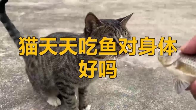貓可不可以每天都吃魚【《貓可不可以每天都吃魚》許多主人認為貓咪愛吃魚就該頓頓都喂】