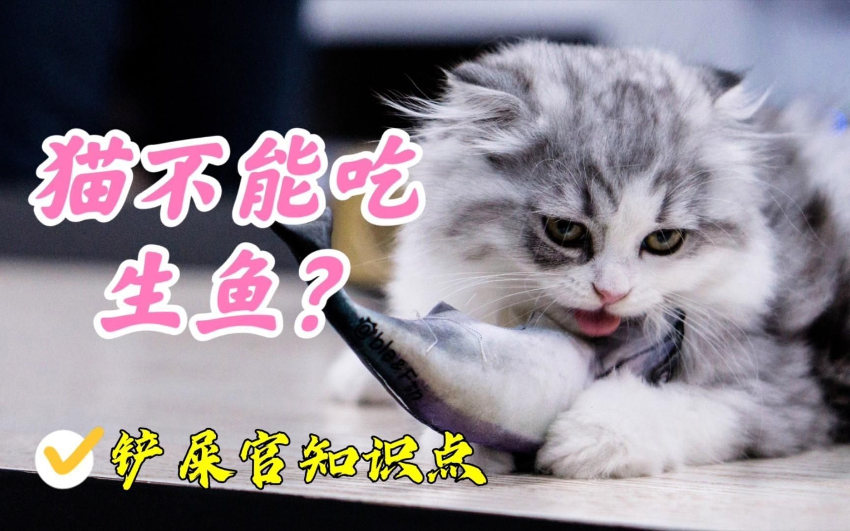 貓可不可以每天都吃魚【《貓可不可以每天都吃魚》許多主人認為貓咪愛吃魚就該頓頓都喂】