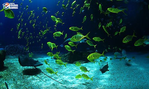 世界上最大的鰩魚視頻【大尾鰩，它們獨特的世界上最大的鰩魚】