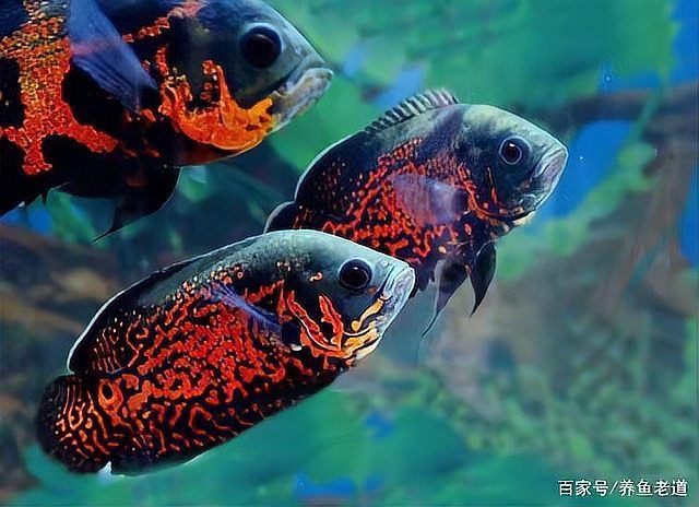 魚蒙眼用土霉素管用嗎【魚蒙眼用土霉素管用嗎魚蒙眼用土霉素管用嗎】