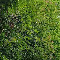 魚蒙眼用土霉素管用嗎【魚蒙眼用土霉素管用嗎魚蒙眼用土霉素管用嗎】