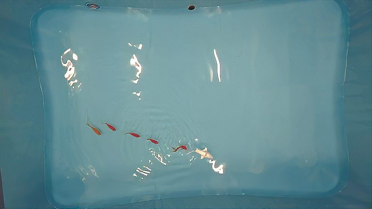 仿生鰩魚【上海海洋大學仿生魚\