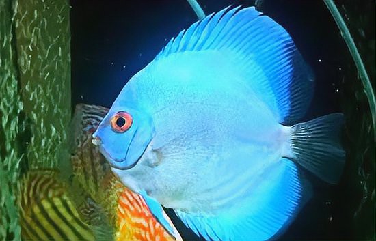 七彩神仙魚難養的原因【七彩神仙魚+ 七彩神仙魚難養的原因【七彩神仙魚+