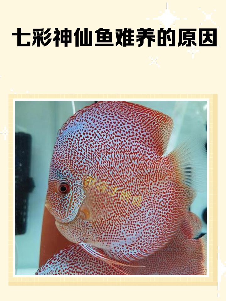 七彩神仙魚難養的原因【七彩神仙魚+ 七彩神仙魚難養的原因【七彩神仙魚+