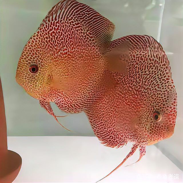 七彩神仙魚難養的原因【七彩神仙魚+ 七彩神仙魚難養的原因【七彩神仙魚+
