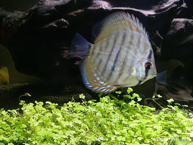 七彩神仙魚難養的原因【七彩神仙魚+ 七彩神仙魚難養的原因【七彩神仙魚+