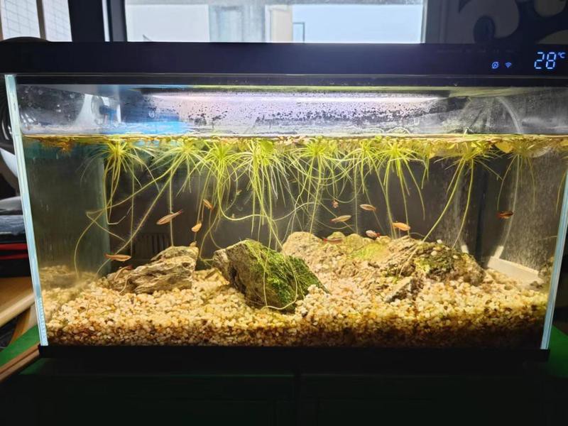 博望水族店【博望區魚悅人生觀賞魚經營部】