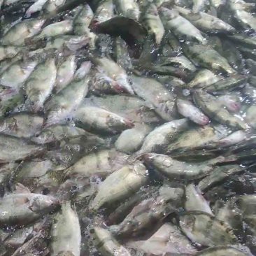 東北鰲花魚多少錢一斤【東北鰲花魚多少錢一斤如何區別野生鰲花魚多少錢一斤】 東北鰲花魚多少錢一斤【東北鰲花魚多少錢一斤如何區別野生鰲花魚多少錢一斤】 龍魚論壇 第1張