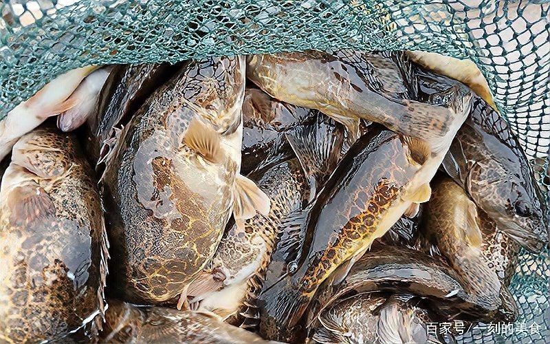 東北鰲花魚多少錢一斤【東北鰲花魚多少錢一斤如何區別野生鰲花魚多少錢一斤】 東北鰲花魚多少錢一斤【東北鰲花魚多少錢一斤如何區別野生鰲花魚多少錢一斤】 龍魚論壇 第6張