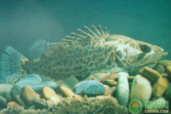 東北鰲花魚多少錢一斤【東北鰲花魚多少錢一斤如何區別野生鰲花魚多少錢一斤】 東北鰲花魚多少錢一斤【東北鰲花魚多少錢一斤如何區別野生鰲花魚多少錢一斤】 龍魚論壇 第8張