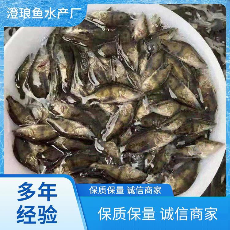 東北鰲花魚多少錢一斤【東北鰲花魚多少錢一斤如何區別野生鰲花魚多少錢一斤】 東北鰲花魚多少錢一斤【東北鰲花魚多少錢一斤如何區別野生鰲花魚多少錢一斤】 龍魚論壇 第9張