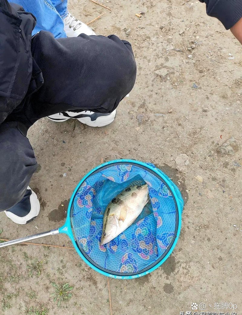 東北鰲花魚多少錢一斤【東北鰲花魚多少錢一斤如何區別野生鰲花魚多少錢一斤】 東北鰲花魚多少錢一斤【東北鰲花魚多少錢一斤如何區別野生鰲花魚多少錢一斤】 龍魚論壇 第4張