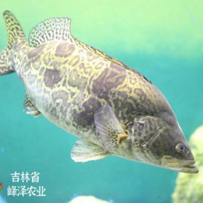 東北鰲花魚多少錢一斤【東北鰲花魚多少錢一斤如何區別野生鰲花魚多少錢一斤】 東北鰲花魚多少錢一斤【東北鰲花魚多少錢一斤如何區別野生鰲花魚多少錢一斤】 龍魚論壇 第2張