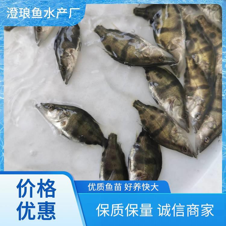 東北鰲花魚多少錢一斤【東北鰲花魚多少錢一斤如何區別野生鰲花魚多少錢一斤】 東北鰲花魚多少錢一斤【東北鰲花魚多少錢一斤如何區別野生鰲花魚多少錢一斤】 龍魚論壇 第7張