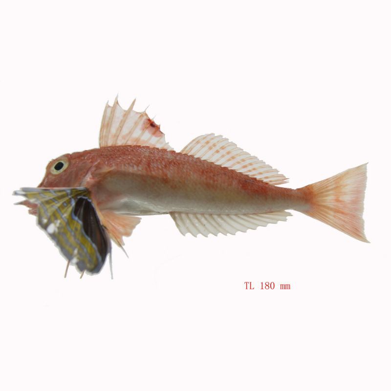 紅娘魚是清道夫嗎【紅娘魚與清道夫魚哪個更有營養(yǎng)惠農(nóng)網(wǎng)紅娘魚烹飪方法】