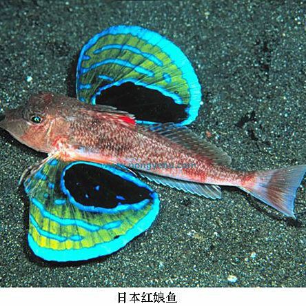 紅娘魚是清道夫嗎【紅娘魚與清道夫魚哪個更有營養(yǎng)惠農(nóng)網(wǎng)紅娘魚烹飪方法】