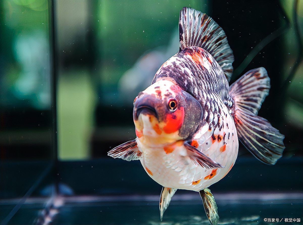 七臺河魚缸維護【——水晶宮殿養護全攻略】