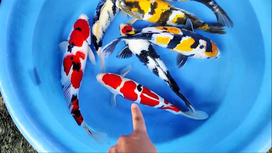 丹頂昭和錦鯉圖片【——丹頂昭和錦鯉品種介紹及鑒賞】