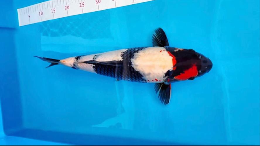 丹頂昭和錦鯉圖片【——丹頂昭和錦鯉品種介紹及鑒賞】