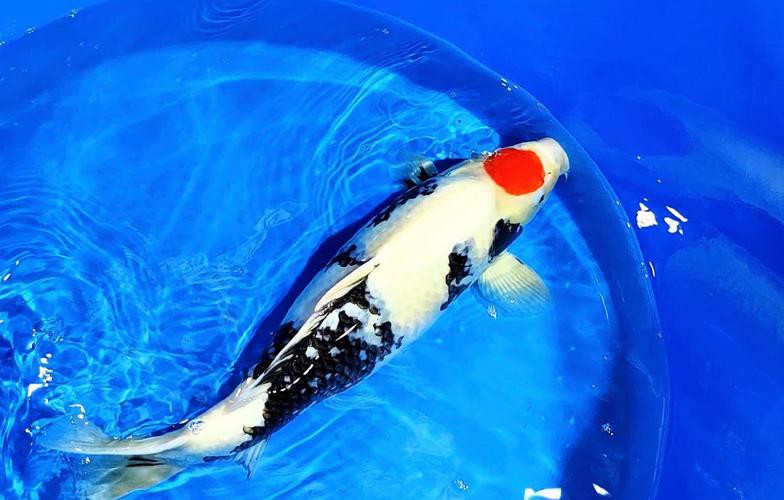 丹頂昭和錦鯉圖片【——丹頂昭和錦鯉品種介紹及鑒賞】