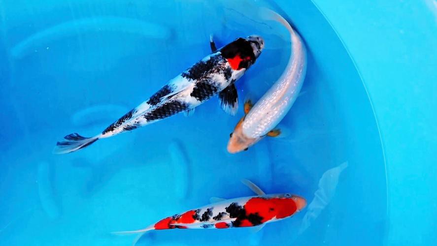 丹頂昭和錦鯉圖片【——丹頂昭和錦鯉品種介紹及鑒賞】