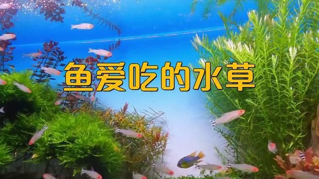 鯉魚吃什么草長得快【《鯉魚吃什么草長得快》錦鯉缸最好養5種水草甜喵研究所】