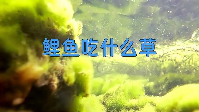 鯉魚吃什么草長得快【《鯉魚吃什么草長得快》錦鯉缸最好養5種水草甜喵研究所】