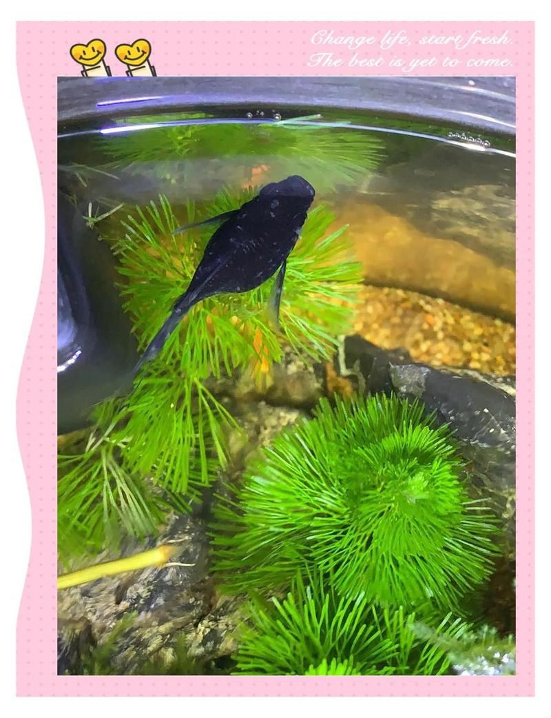 瑪麗球魚追著另一只腹部咬【《瑪麗球魚追著另一只腹部咬》】 瑪麗球魚追著另一只腹部咬【《瑪麗球魚追著另一只腹部咬》】 龍魚百科 第4張