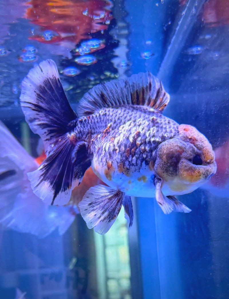 瑪麗球魚追著另一只腹部咬【《瑪麗球魚追著另一只腹部咬》】 瑪麗球魚追著另一只腹部咬【《瑪麗球魚追著另一只腹部咬》】 龍魚百科 第5張