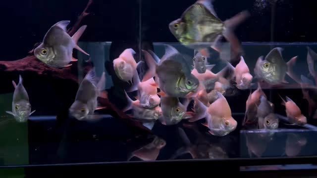 商洛龍魚店【商洛地區是否有龍魚養殖戶】 商洛龍魚店【商洛地區是否有龍魚養殖戶】 全國水族館企業名錄 第1張