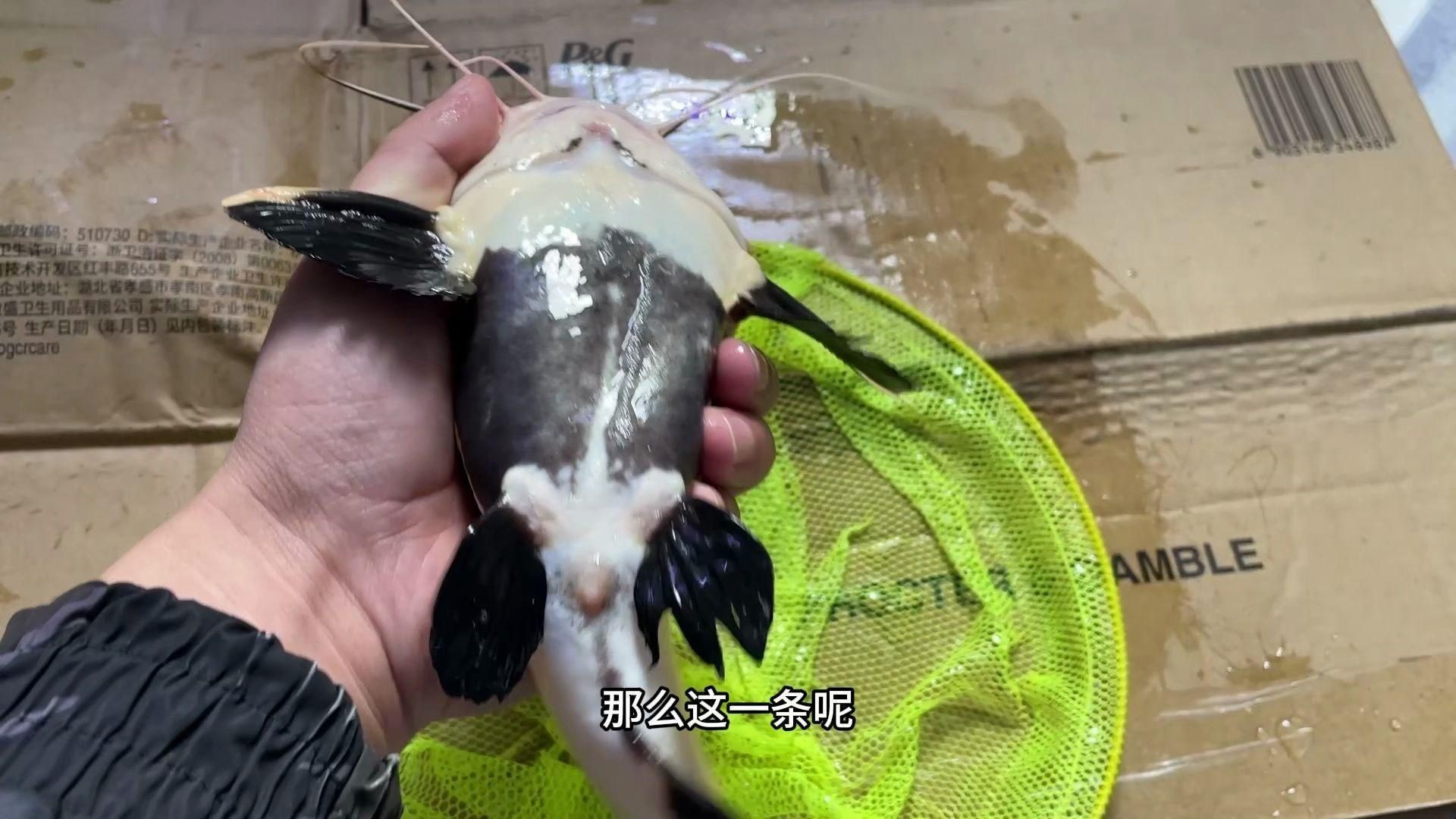 招財(cái)貓魚的市場(chǎng)價(jià)格是多少？【招財(cái)貓魚多少錢】