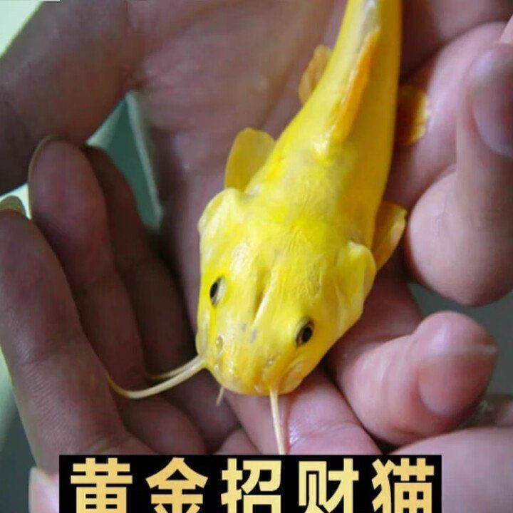 招財(cái)貓魚的市場(chǎng)價(jià)格是多少？【招財(cái)貓魚多少錢】