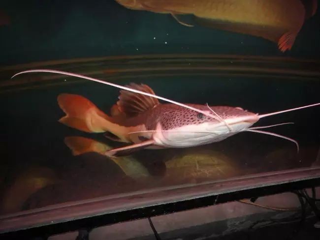 招財(cái)貓魚的市場(chǎng)價(jià)格是多少？【招財(cái)貓魚多少錢】
