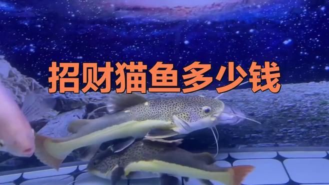 招財(cái)貓魚的市場(chǎng)價(jià)格是多少？【招財(cái)貓魚多少錢】