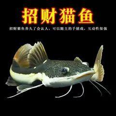 招財(cái)貓魚的市場(chǎng)價(jià)格是多少？【招財(cái)貓魚多少錢】