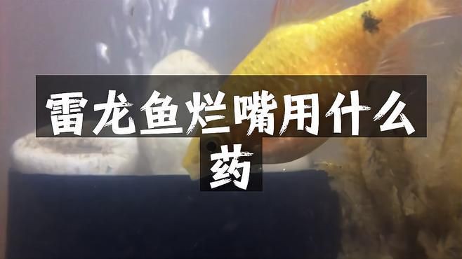 有哪些龍魚專用藥可以推薦？【關于龍魚專用藥的推薦及使用注意事項】