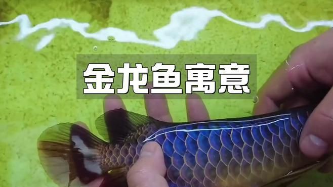 金龍魚(yú)顏色深淺代表啥【金龍魚(yú)發(fā)色全過(guò)程:從腮蓋到鱗片的變化】