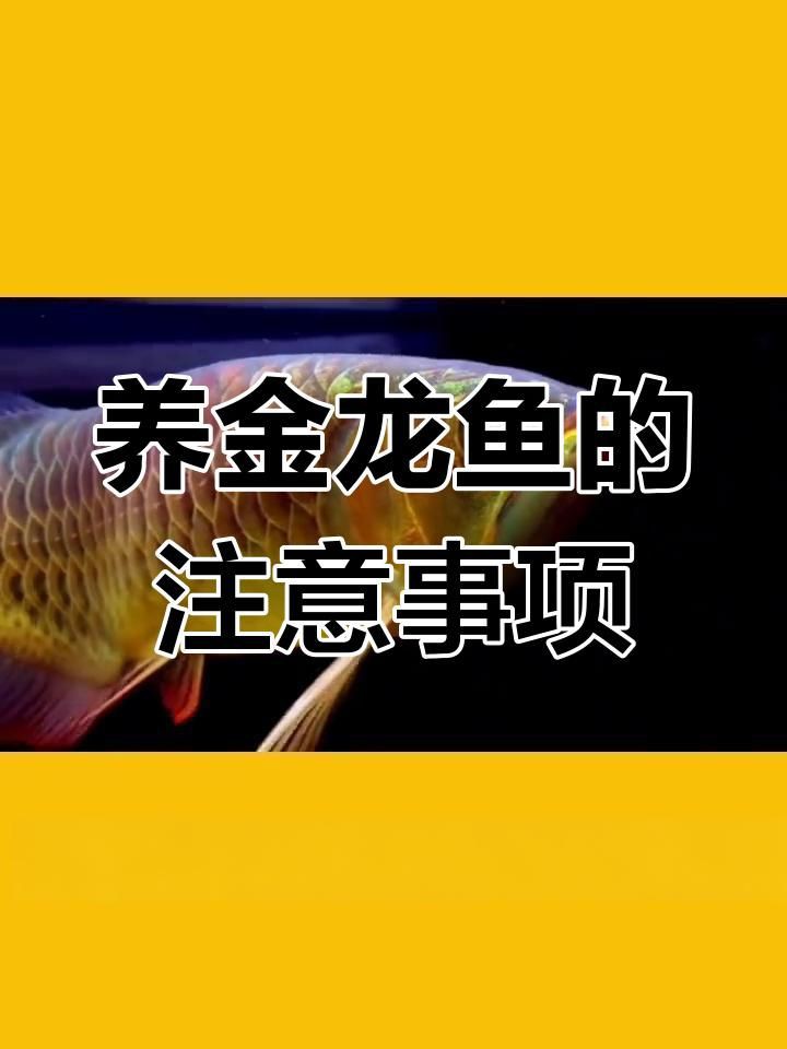金龍魚飼養水溫要求【金龍魚水溫多少合適？】