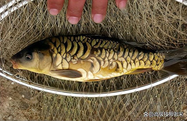 三道鱗為啥比鯉魚貴【三道鱗:揭秘這種獨特的魚類的身份與特性】 三道鱗為啥比鯉魚貴【三道鱗:揭秘這種獨特的魚類的身份與特性】 龍魚論壇 第1張