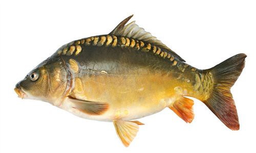 三道鱗為啥比鯉魚貴【三道鱗:揭秘這種獨特的魚類的身份與特性】 三道鱗為啥比鯉魚貴【三道鱗:揭秘這種獨特的魚類的身份與特性】 龍魚論壇 第4張